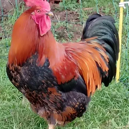 Σπίτι διακοπών L'oree Du Bois - Maison Individuelle Avec Jacuzzi Prive