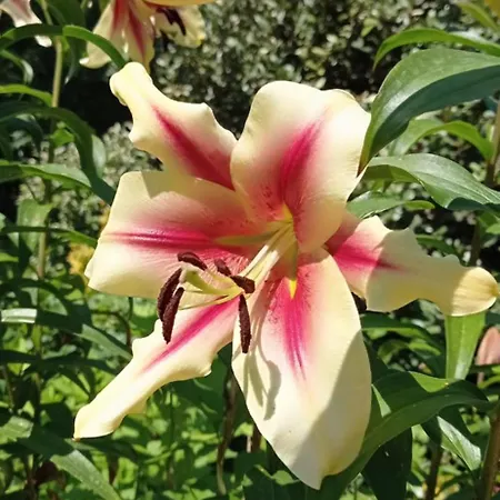 L'oree Du Bois - Maison Individuelle Avec Jacuzzi Prive *