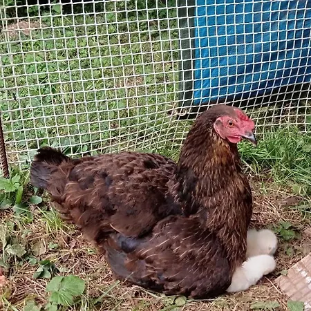L'oree Du Bois - Maison Individuelle Avec Jacuzzi Prive * Frayssinet-le-Gélat