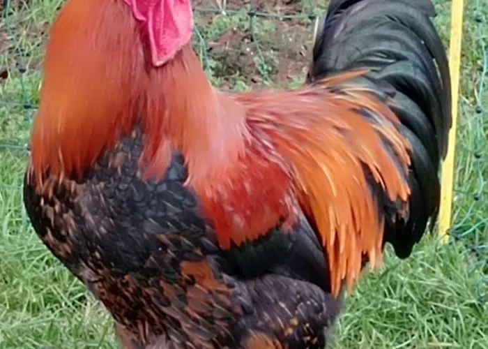 Ferienhaus L'oree Du Bois - Maison Individuelle Avec Jacuzzi Prive