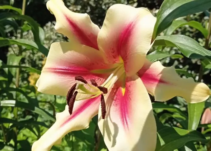 L'oree Du Bois - Maison Individuelle Avec Jacuzzi Prive *