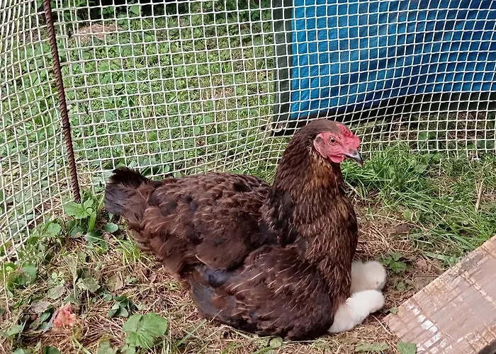L'oree Du Bois - Maison Individuelle Avec Jacuzzi Prive * Frayssinet-le-Gélat