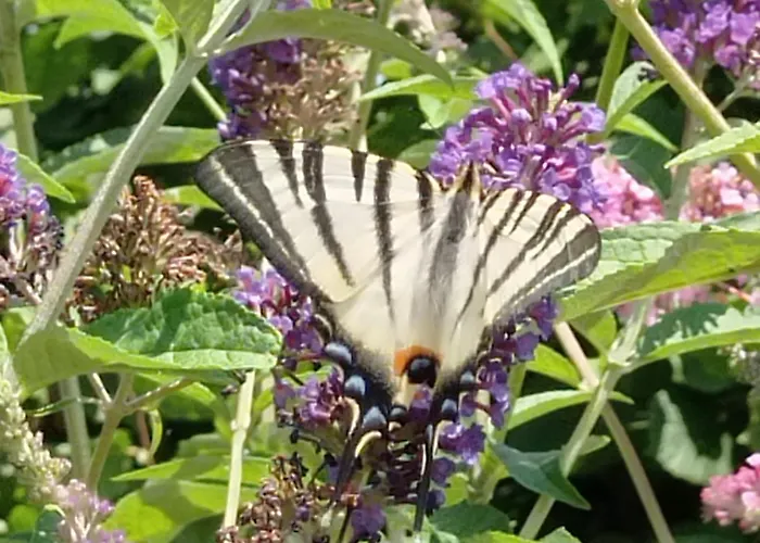 Ferienhaus L'oree Du Bois - Maison Individuelle Avec Jacuzzi Prive